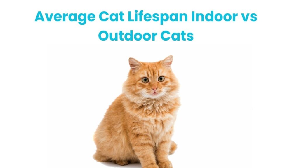 Average Cat Lifespan Indoor vs Outdoor Cats