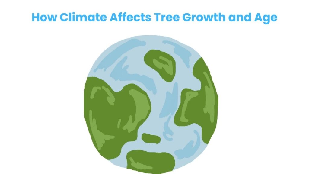 How Climate Affects Tree Growth and Age