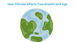 How Climate Affects Tree Growth and Age