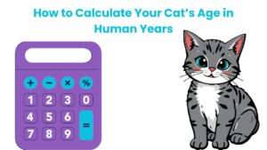 How to Calculate Your Cat’s Age in Human Years