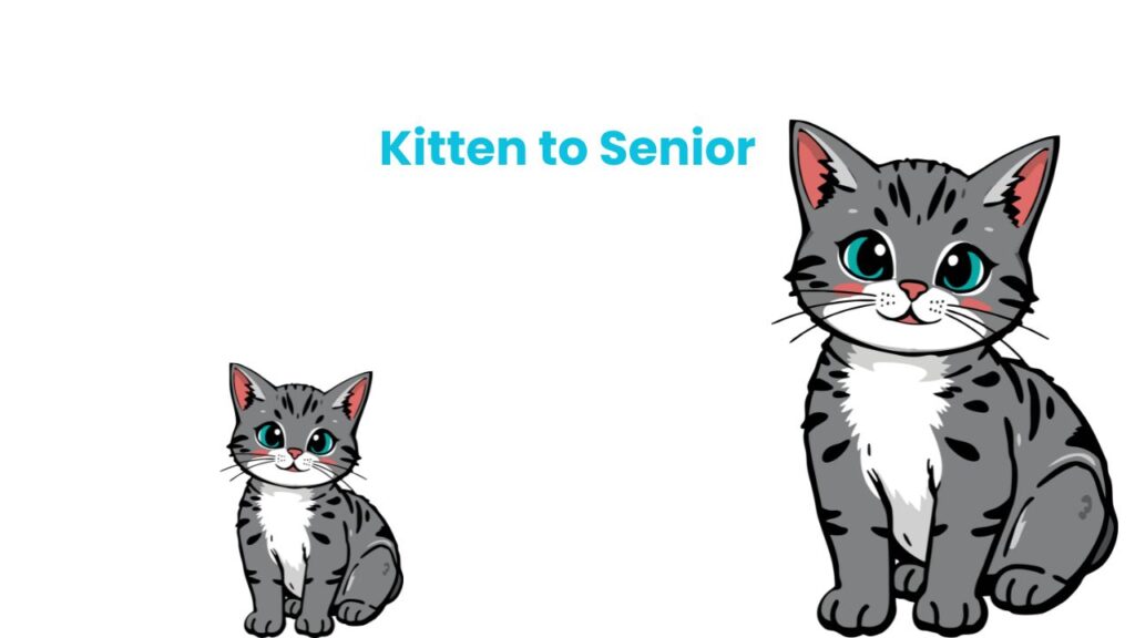 Kitten to Senior