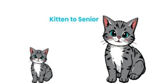 Kitten to Senior