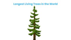Longest Living Trees in the World and Their Ages