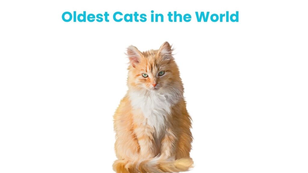 Oldest Cats in the World