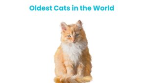 Oldest Cats in the World