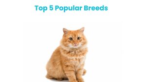 Top 5 Popular Breeds