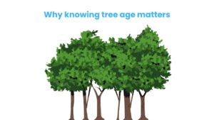 Why Knowing Tree Age Matters for Environment and History