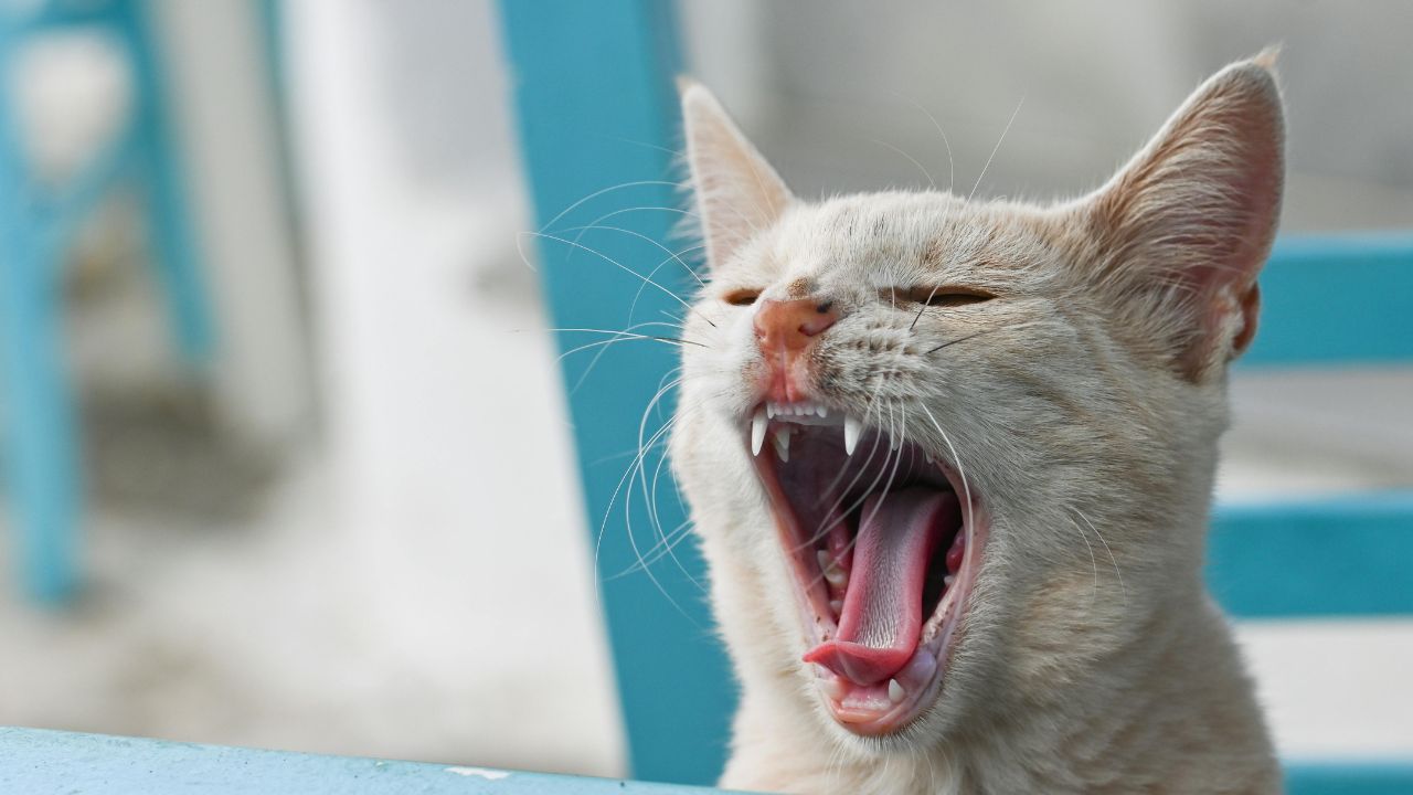 Kitten Teeth Growth Stages