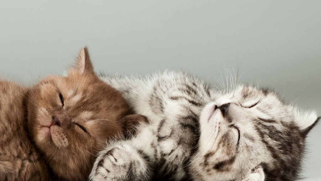 Two Young Kittens – Early Growth and Development Stages