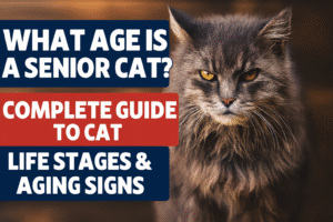 what age is a senior cat